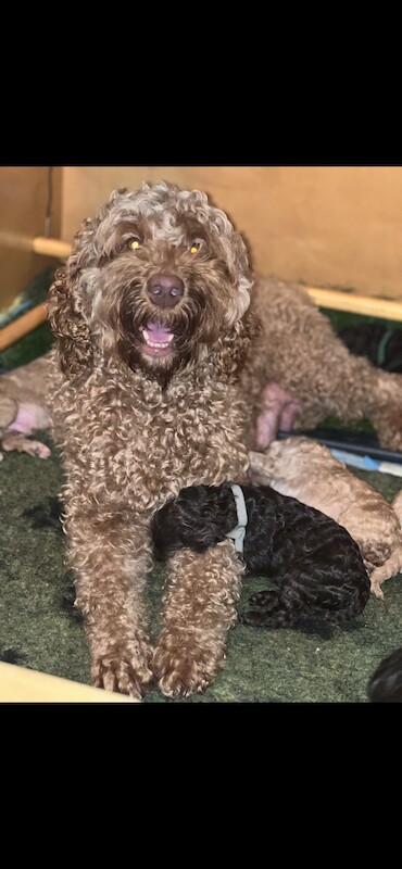 Adorable Australian Labradoodles for sale in Manchester, Greater Manchester - Image 9