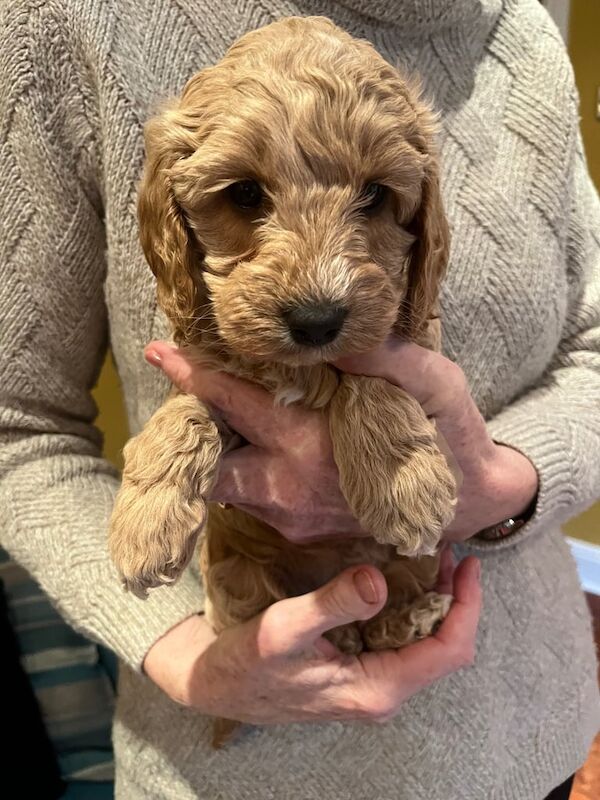 Adorable Cockapoo Puppies for sale in Market Weighton, East Riding of Yorkshire