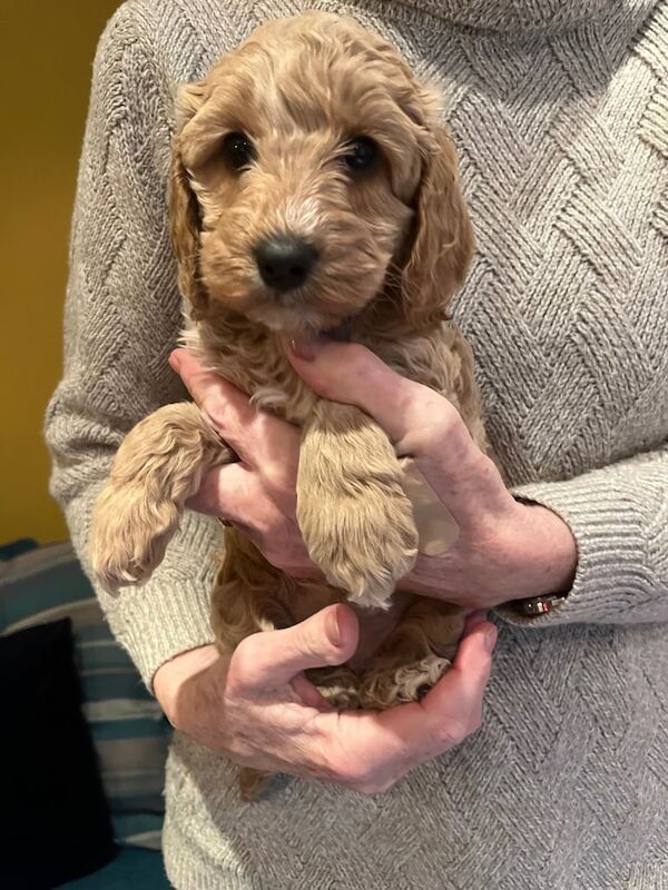 Adorable Cockapoo Puppies for sale in Market Weighton, East Riding of Yorkshire - Image 2