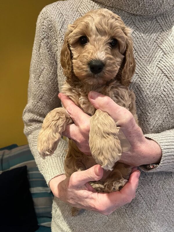 Adorable Cockapoo Puppies for sale in Market Weighton, East Riding of Yorkshire - Image 3