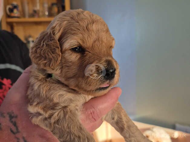 Adorable Cockapoo puppies for sale in Blackpool, Lancashire - Image 1