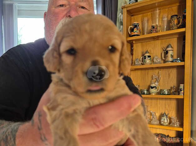 Adorable Cockapoo puppies for sale in Blackpool, Lancashire - Image 2