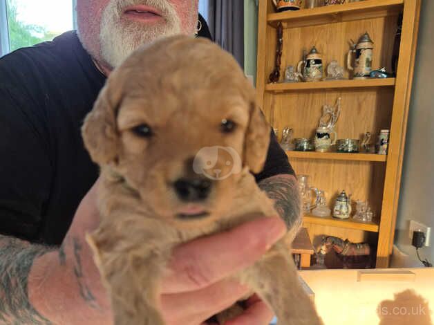 Adorable Cockapoo puppies for sale in Blackpool, Lancashire - Image 3