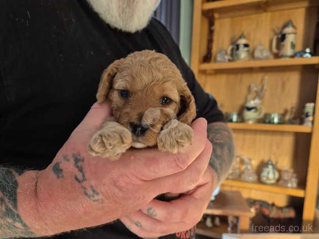 Adorable Cockapoo puppies for sale in Blackpool, Lancashire - Image 4