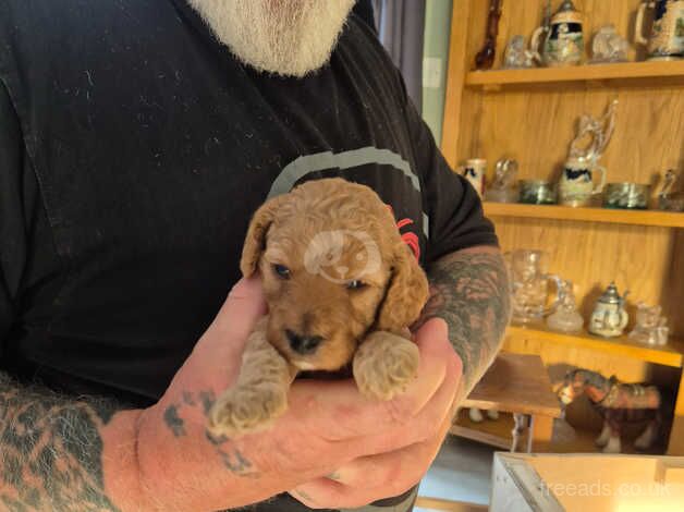 Adorable Cockapoo puppies for sale in Blackpool, Lancashire - Image 5