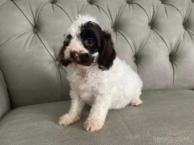 Adorable cockapoo Puppies for sale in City of London, London