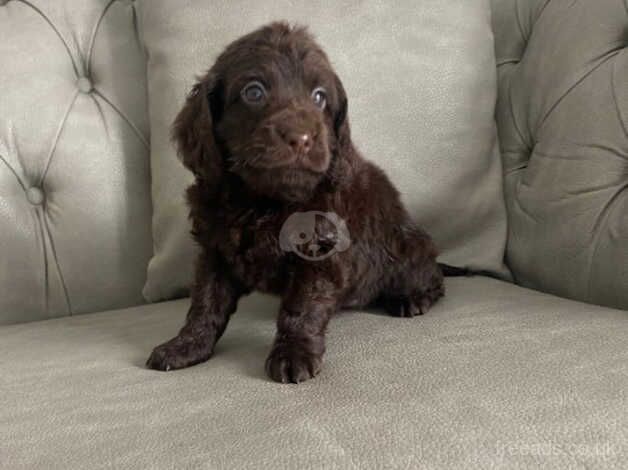 Adorable cockapoo Puppies for sale in City of London, London - Image 2