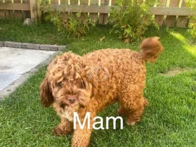 Adorable cockapoo Puppies for sale in City of London, London - Image 3