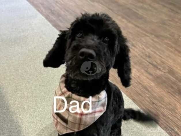 Adorable cockapoo Puppies for sale in City of London, London - Image 4