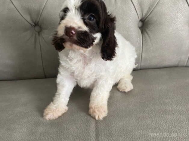 Adorable cockapoo Puppies for sale in City of London, London - Image 5