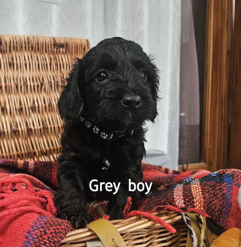 2 boys left who need forever homes Adorable cockapoos for sales for sale in Oldbury, West Midlands - Image 3