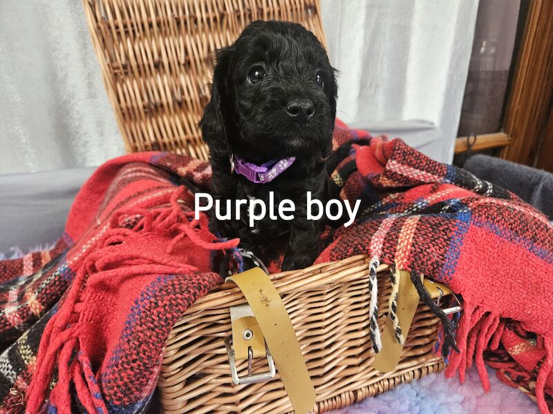 2 boys left who need forever homes Adorable cockapoos for sales for sale in Oldbury, West Midlands