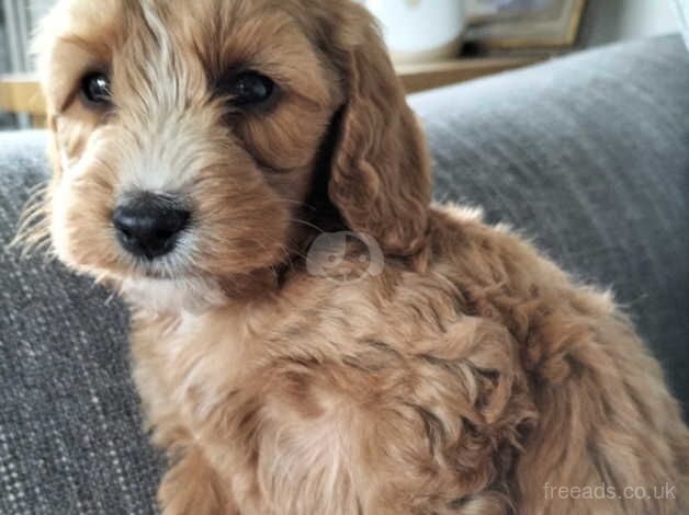 Adorable Cockapoos pups for sale in Stoke-on-Trent, Staffordshire - Image 1