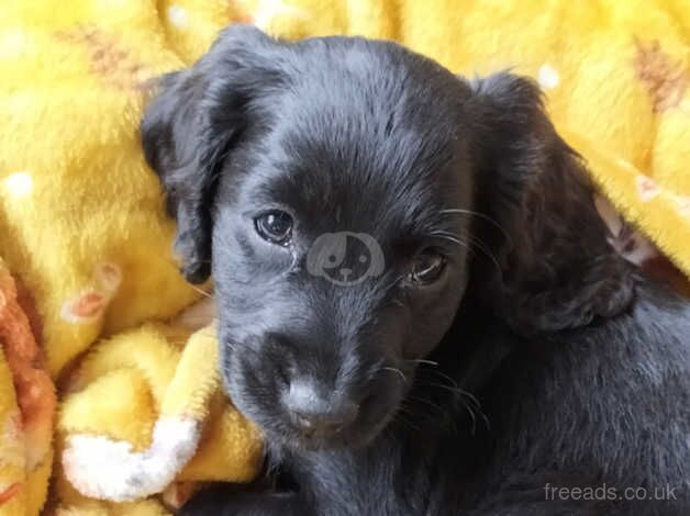 Adorable Cockapoos pups for sale in Stoke-on-Trent, Staffordshire - Image 2