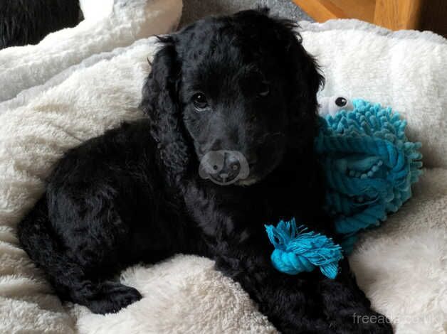 Adorable Cockapoos pups for sale in Stoke-on-Trent, Staffordshire - Image 3