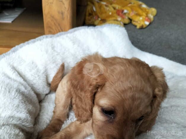 Adorable Cockapoos pups for sale in Stoke-on-Trent, Staffordshire - Image 4