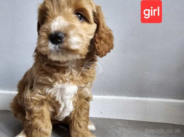 ADORABLE F1 COCKAPOO for sale in Prenton, Merseyside