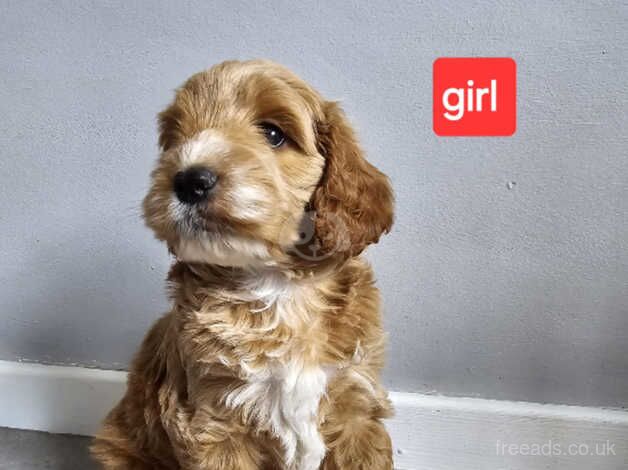 ADORABLE F1 COCKAPOO for sale in Prenton, Merseyside - Image 2