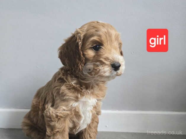 ADORABLE F1 COCKAPOO for sale in Prenton, Merseyside - Image 3