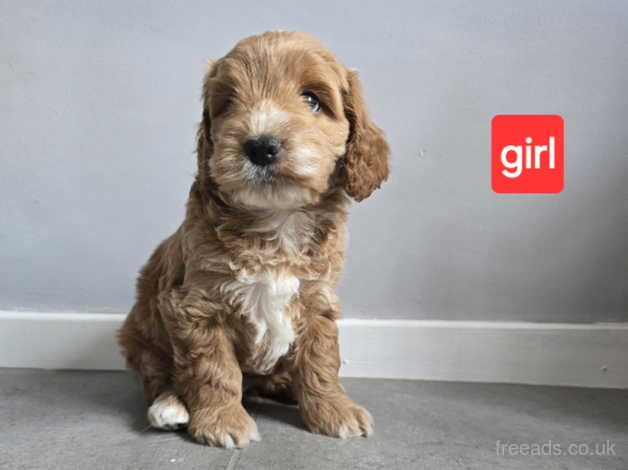 ADORABLE F1 COCKAPOO for sale in Prenton, Merseyside - Image 4