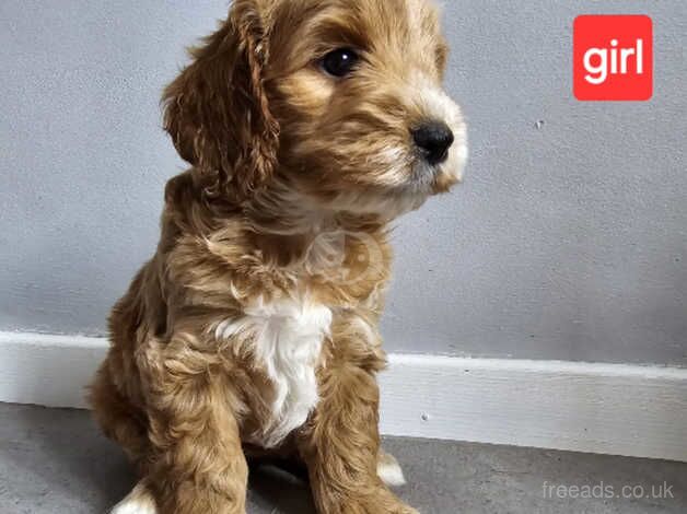 ADORABLE F1 COCKAPOO for sale in Prenton, Merseyside - Image 5