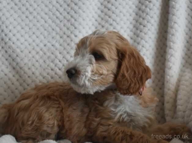 Adorable F1 Cockapoos from 5*licensed breeder for sale in Melksham, Wiltshire - Image 2