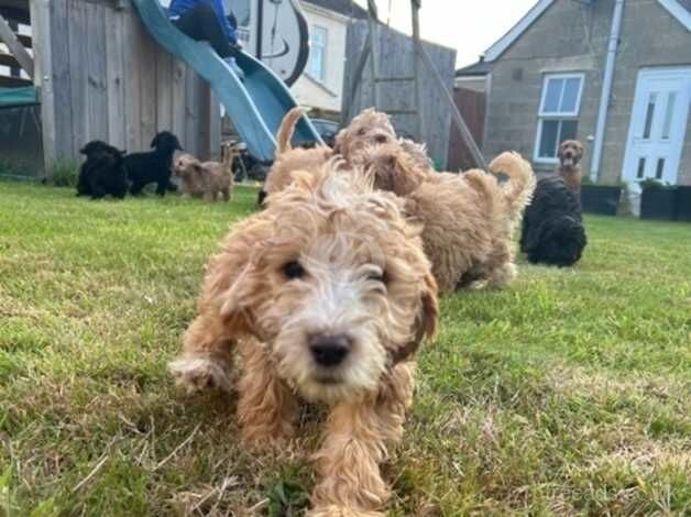 Adorable F1 Cockapoos from 5*licensed breeder for sale in Melksham, Wiltshire - Image 3