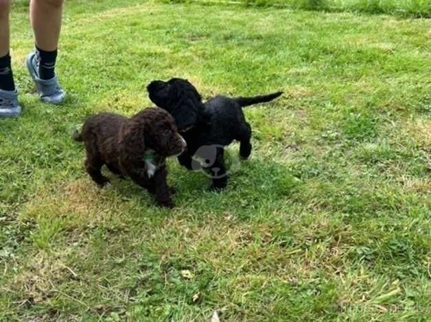 Adorable F1 Cockapoos from 5*licensed breeder for sale in Melksham, Wiltshire - Image 4