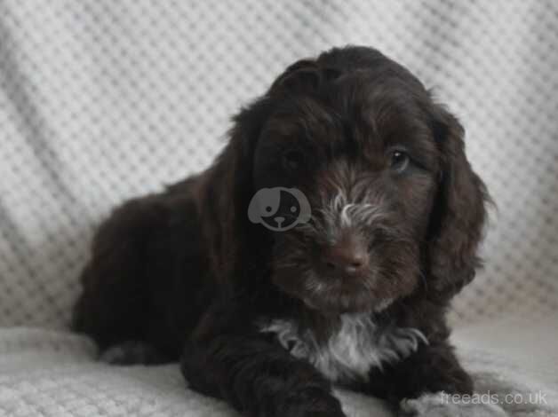 Adorable F1 Cockapoos from 5*licensed breeder for sale in Melksham, Wiltshire - Image 5