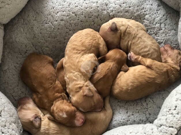 Adorable F1b Toy Cockapoo Puppies Looking for Their Forever Homes! for sale in Weymouth, Dorset - Image 1