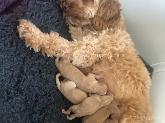 Adorable F1b Toy Cockapoo Puppies Looking for Their Forever Homes! for sale in Weymouth, Dorset - Image 2