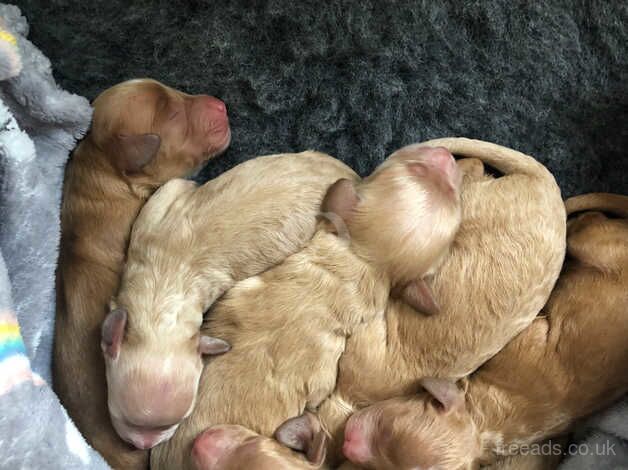 Adorable F1b Toy Cockapoo Puppies Looking for Their Forever Homes! for sale in Weymouth, Dorset - Image 3