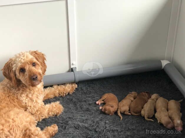 Adorable F1b Toy Cockapoo Puppies Looking for Their Forever Homes! for sale in Weymouth, Dorset - Image 4