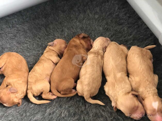 Adorable F1b Toy Cockapoo Puppies Looking for Their Forever Homes! for sale in Weymouth, Dorset - Image 5