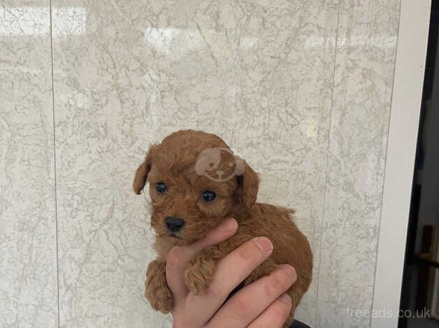 Adorable f2 cockapoo puppies for sale in Bishop Auckland, County Durham - Image 1