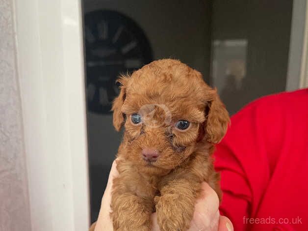 Adorable f2 cockapoo puppies for sale in Bishop Auckland, County Durham - Image 2