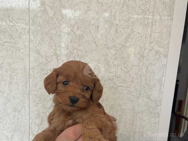 Adorable f2 cockapoo puppies for sale in Bishop Auckland, County Durham - Image 3