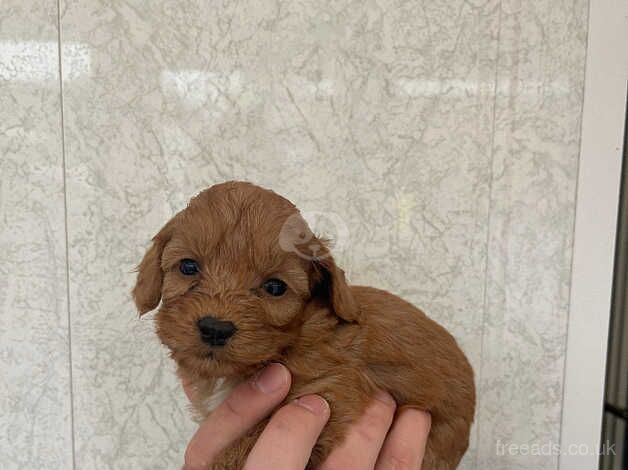 Adorable f2 cockapoo puppies for sale in Bishop Auckland, County Durham - Image 4