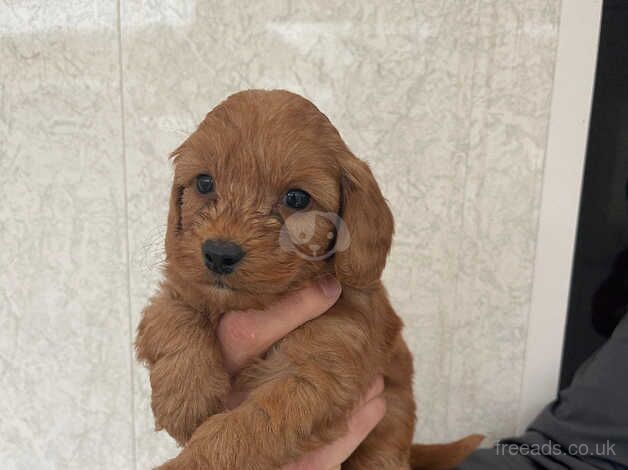 Adorable f2 cockapoo puppies for sale in Bishop Auckland, County Durham - Image 5