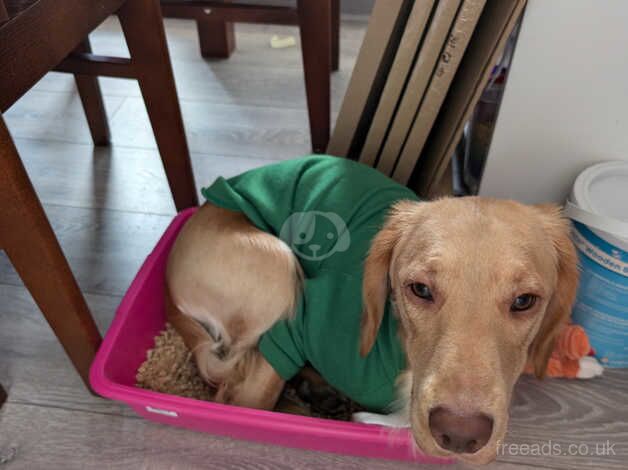 Adorable, playful cockapoo puppy looking for forever home for sale in Gloucester, Gloucestershire - Image 1