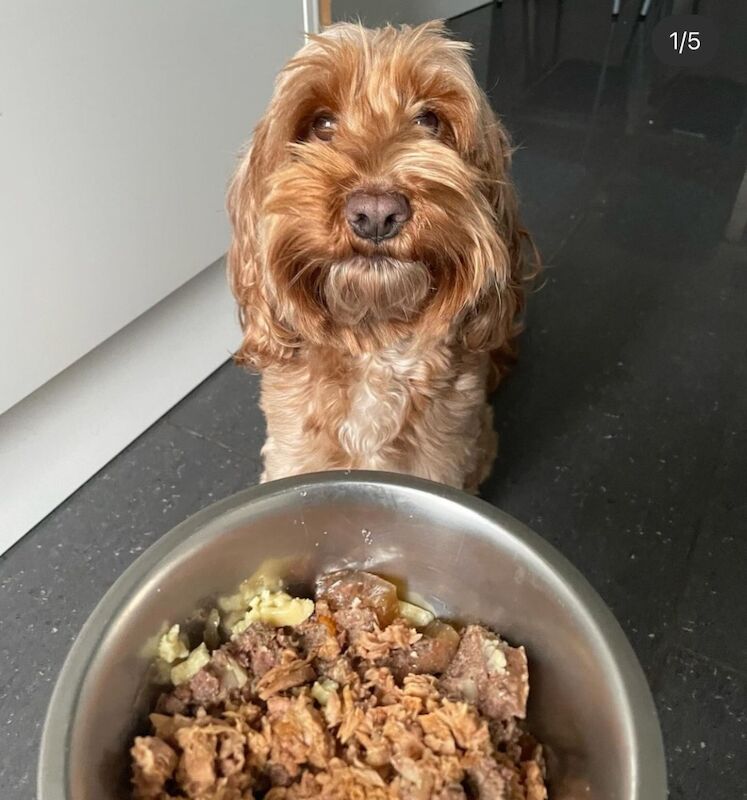 Adorable Red Cockapoo Seeking a Loving Home for sale in Crayford, Bexley, Greater London - Image 1