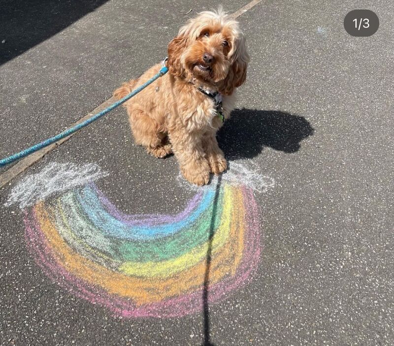 Adorable Red Cockapoo Seeking a Loving Home for sale in Crayford, Bexley, Greater London - Image 2