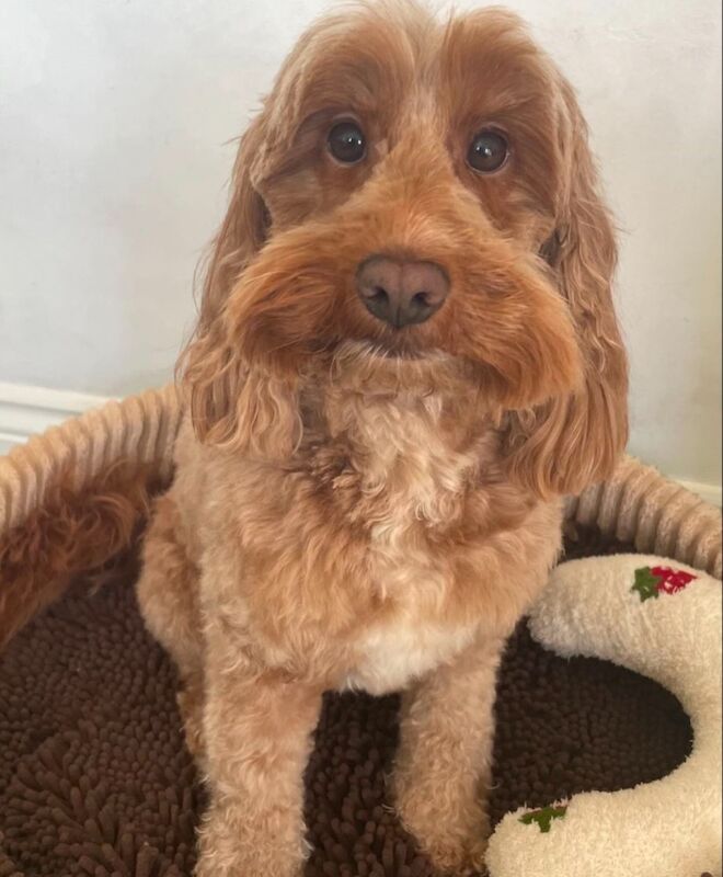 Adorable Red Cockapoo Seeking a Loving Home for sale in Crayford, Bexley, Greater London - Image 3