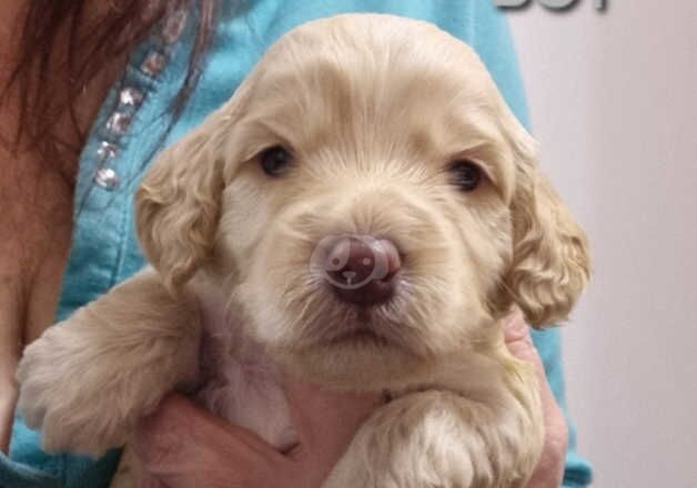 Adorable Toy acockapoo Puppies DNA Clear for sale in Bury St Edmunds, Suffolk - Image 2