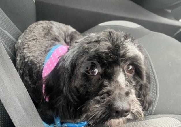 Adult f1 cockapoo girl age 3 for sale in Doncaster, South Yorkshire