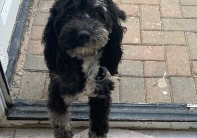 Adult f1 cockapoo girl age 3 for sale in Doncaster, South Yorkshire - Image 2