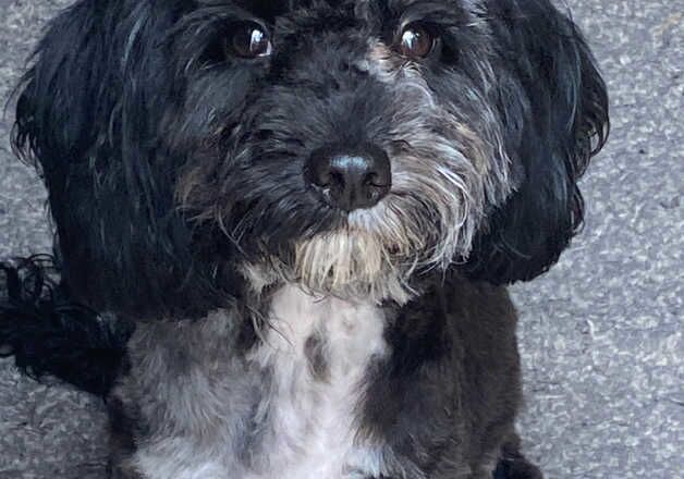 Cockapoo Puppies for sale in South Yorkshire