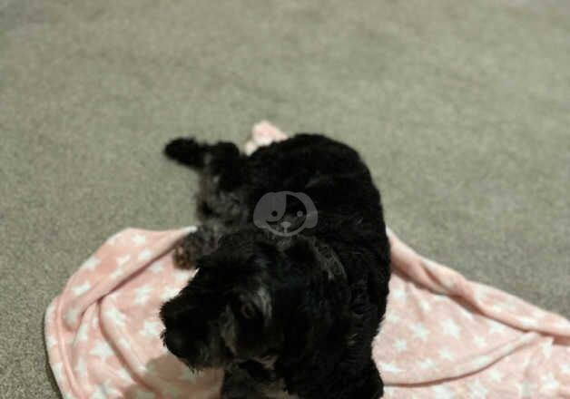 Adult f1 cockapoo girl age 3 for sale in Doncaster, South Yorkshire - Image 4