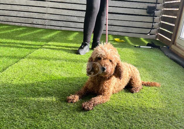 Adult Female Cockapoo for sale in Dronfield, Derbyshire