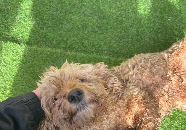 Cockapoo Puppies for sale in Derbyshire